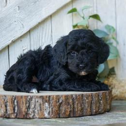Oliver - Black male Cockapoo puppy in Seattle, Washington from Sweet Home Doodles