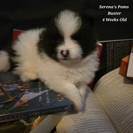 Buster - Black parti male Pomeranian puppy in Sanford, Florida from Serena's Poms
