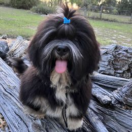 BRAM TEMP NAME REFLECTS STRENGTH AND LEADERSHIP AKC FLORIDA MOM CHAMPION IMPORTED FINLAND - Black and tan male Lhasa Apso puppy in Bell, Florida from Maryann & Kandis