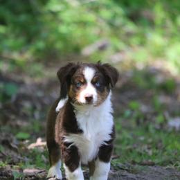 Border Collie, English Setter, and Miniature American Shepherd Puppies from First Harmony Farms