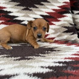 Girl Purple Collar - Red female Dachshund puppy in Warsaw, Ohio from Mohawk Creek Dachshunds