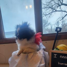 Pomeranian Puppies from Fancy Paws Pomeranians