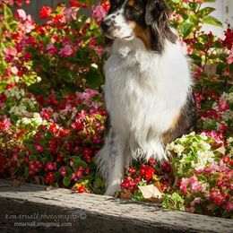 Australian Shepherd All Grown Up from Rebel Runner Australian Shepherds