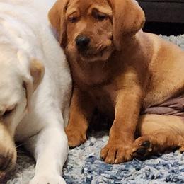 Labrador Retrievers from Heartfelt Love Labradors
