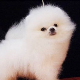 Pebbles  - Pomeranian
