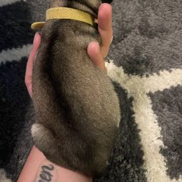 Siberian Husky Puppies from Alexandra's Siberian Huskies