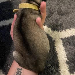 Siberian Husky Puppies from Alexandra's Siberian Huskies