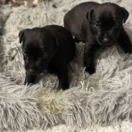 Patterdale Terrier Puppies from Oakleaf Ranch