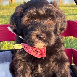 Rowan - Black female Whoodle puppy in Rising Sun, Indiana from Ruby Lane Doodles