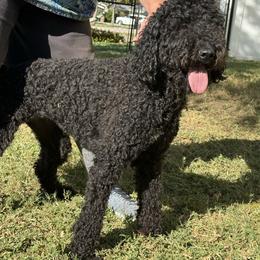 Dipper - Goldendoodle