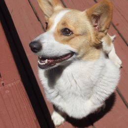 Pembroke Welsh Corgi Puppies from Avalon Farms Pembroke Welsh Corgis