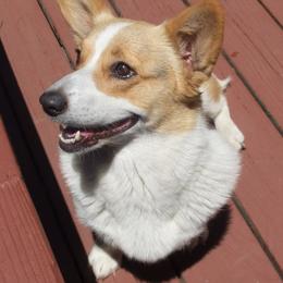 Pembroke Welsh Corgi Puppies from Avalon Farms Pembroke Welsh Corgis