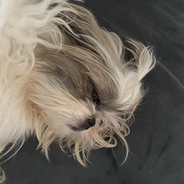 Freya - Shih Tzu