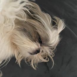 Freya - Shih Tzu