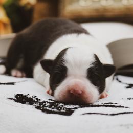 Lenore - Black female Border Collie puppy in Dallas, Texas from Effervescent Border Collies