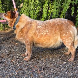 Lucky - Australian Cattle Dog