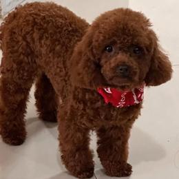 Cindy - Poodle