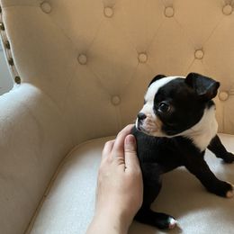 Boston Terrier Puppies from Cobbler Street Boston Terriers