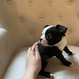 Boston Terrier Puppies from Cobbler Street Boston Terriers