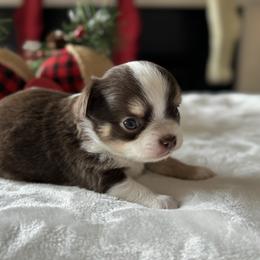 Chihuahua Puppies from Sunset Eves Chihuahuas