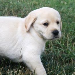 Labrador Retrievers from WFH Labradors