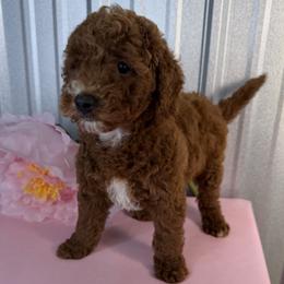 Goldendoodle and Poodle Puppies from Northern Heart Standards