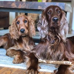 Irish Setters from Avon Farm