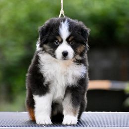 Australian Shepherd and Miniature American Shepherd Puppies from Bright Heart Aussies & Miniature American Shepherds