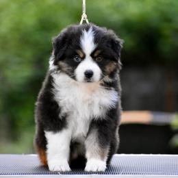 Australian Shepherd and Miniature American Shepherd Puppies from Bright Heart Aussies & Miniature American Shepherds