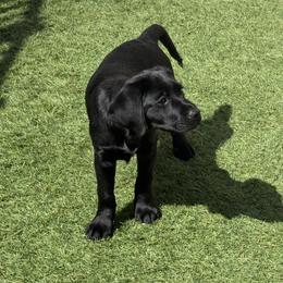 Girl 3 - Black female Labrador Retriever puppy in Newtown, Connecticut from Tiger Rose Labradors