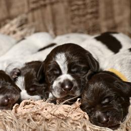 Wirehaired Pointing Griffon puppies from Star•CH Wirehaired Pointing Griffons