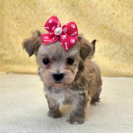 Summer - Gold female Morkie puppy in Monticello, Iowa from Ashley’s Puppies