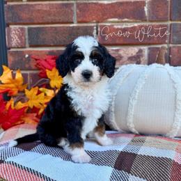 Snow White - Tri-color female Bernedoodle puppy in Owasso, Oklahoma from Kallams Bernedoodles & Bernese Mountain Dogs