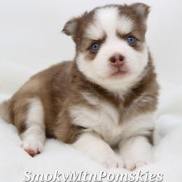 Nora - Chocolate female Pomsky puppy in Christiana, Tennessee from Smoky Mountain Pomskies