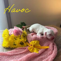 Havoc - White and black female Dalmatian puppy in Mount Vernon, Missouri from Spots & Spirals