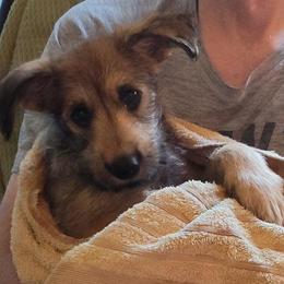 Berger Picard Puppies from Biger Creek