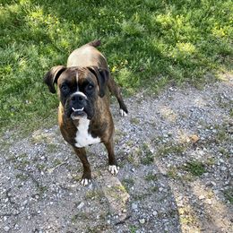 Princess Nala - Boxer