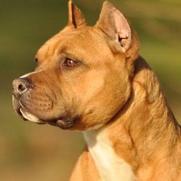 American Pit Bull Terriers and American Staffordshire Terriers from Sunrise Kennels