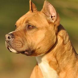 American Pit Bull Terriers and American Staffordshire Terriers from Sunrise Kennels