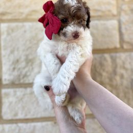Bernedoodle Puppies from Boutique Bernedoodles & Co.