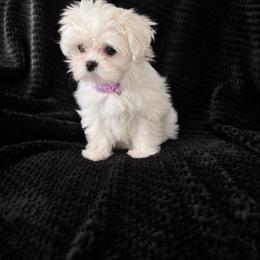 Tulip purple collar - White female Maltese puppy in Trinity, Alabama from Tina's Maltese