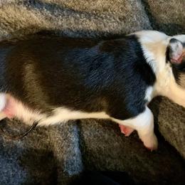 Pembroke Welsh Corgis from Blue Mountain Corgis