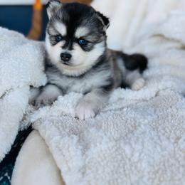 Froot Loops - Gray and white female Pomsky puppy in Yavapai County, Arizona from Pawsh Pomskies
