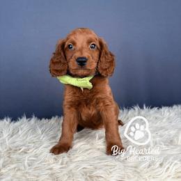 Julian - Red male Companion Cross puppy in Utah County, Utah from Big Hearted Breeders