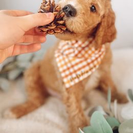 Goldendoodle Puppies from Summer Sun Doodles