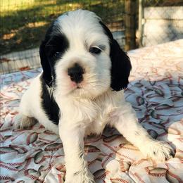 Blue Boy - Black and white male Cocker Spaniel puppy in Beggs, Oklahoma from Southern Country Cockers