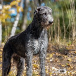 Della - Irish Wolfhound