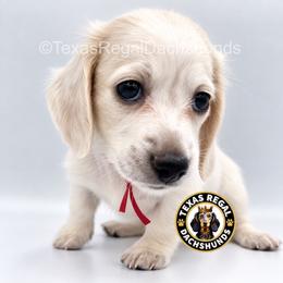 Luna - Cream female Dachshund puppy in Houston, Texas from Texas Regal Dachshunds LLC