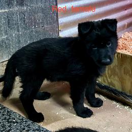Red Female - Black female German Shepherd puppy in Puyallup, Washington from Majestic Royal German Shepherd’s