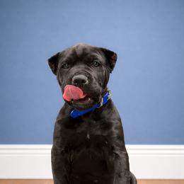 Molosser (Bully x) Puppies from Monumental Mastiffs